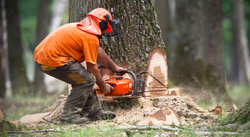 Étape 1 :<br/>Sélection et coupe des arbres